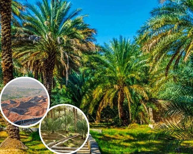 Al Ain Oasis palm trees and green landscape